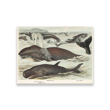Blackfish, Porpoise, and Dolphin - painting