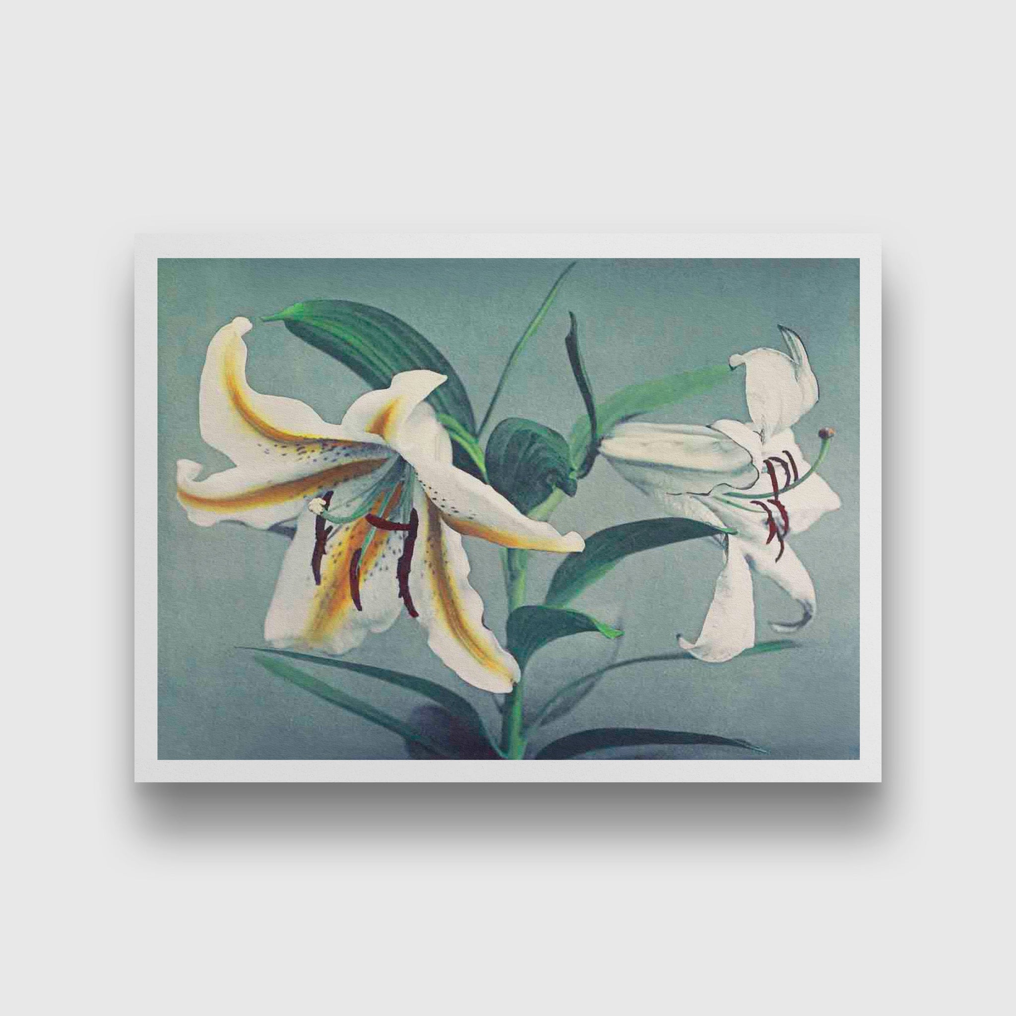 Lily hand–colored painting