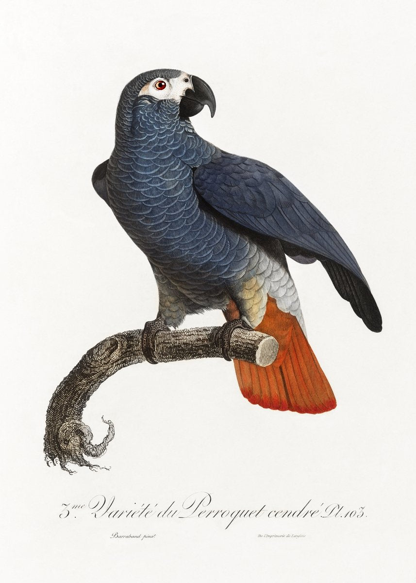 The Grey Parrot Painting - Meri Deewar