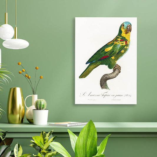 The Turquoise Fronted Amazon, Amazona aestiva from Natural History of Parrots Painting - Meri Deewar