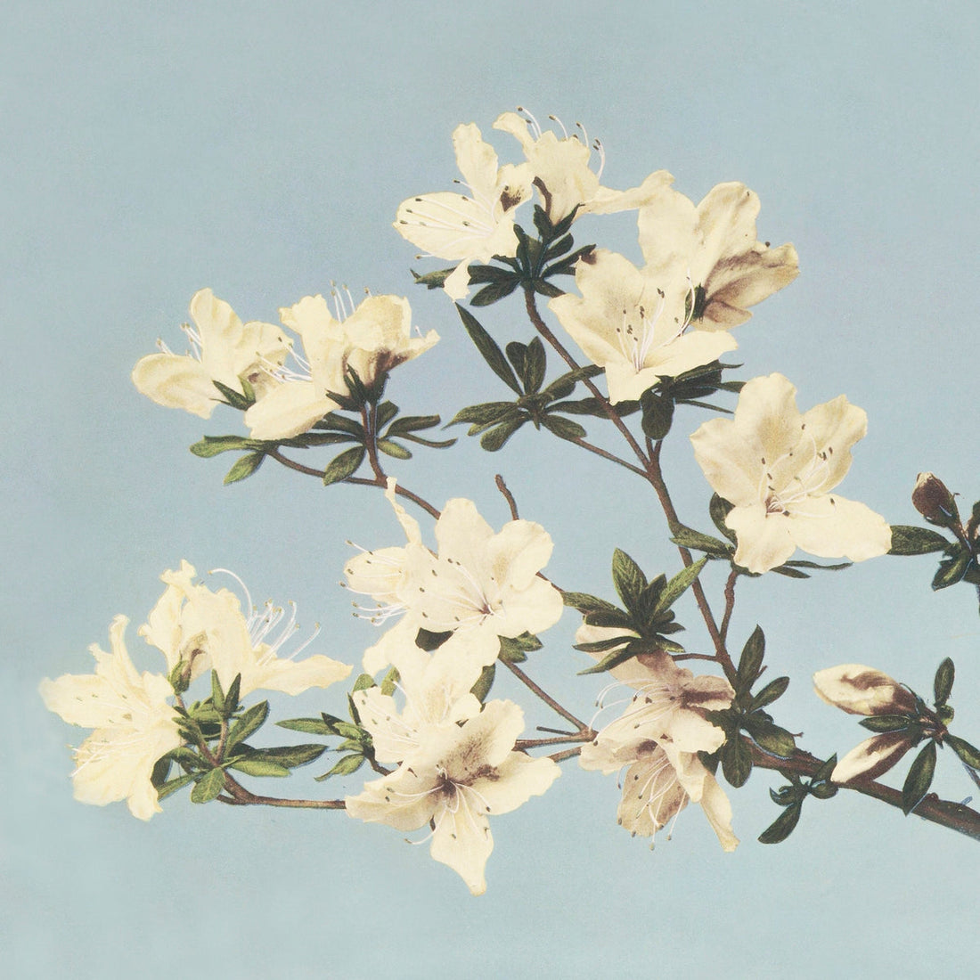 Vintage Japanese azaleas illustration painting