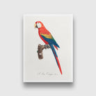 Ara Canga from Natural History of Parrots Painting - Meri Deewar 3 : 4.2 Vertical Premium Wall Art Canvas by MeriDeewar