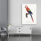 Ara Canga from Natural History of Parrots Painting - Meri Deewar 3 : 4.2 Vertical Premium Wall Art Canvas by MeriDeewar