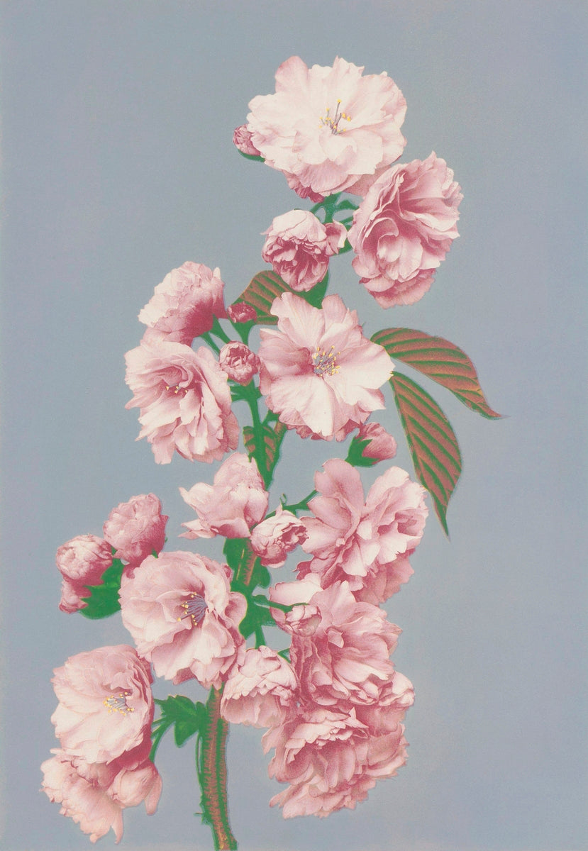 Beautiful Cherry Blossom painting - Meri Deewar 2 : 3 Vertical Premium Wall Art Canvas by MeriDeewar
