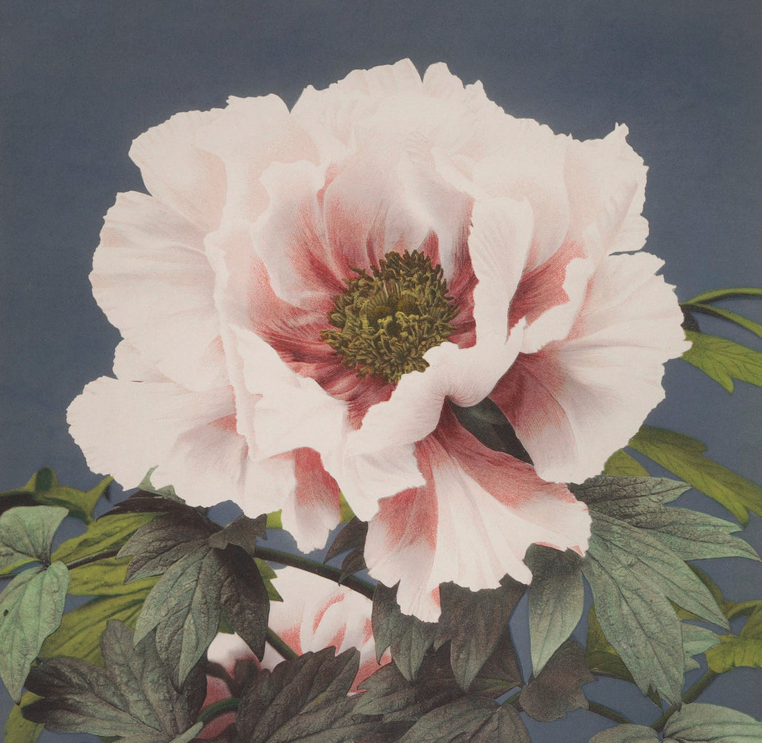 Beautiful Flower painting 1 : 1 Square Premium Wall Art Canvas by MeriDeewar