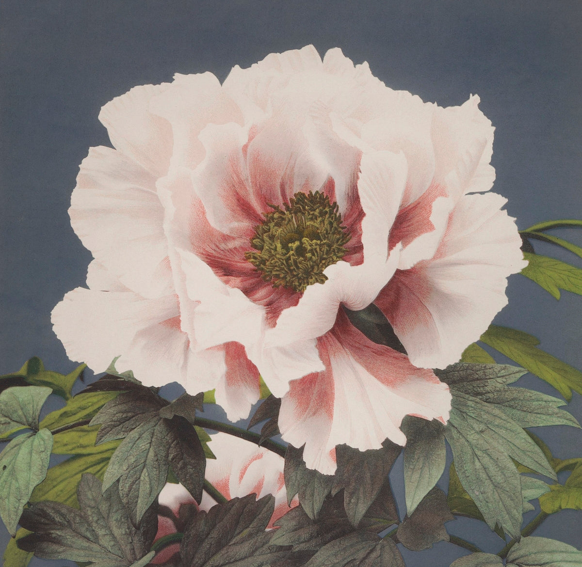 Beautiful Flower painting 1 : 1 Square Premium Wall Art Canvas by MeriDeewar