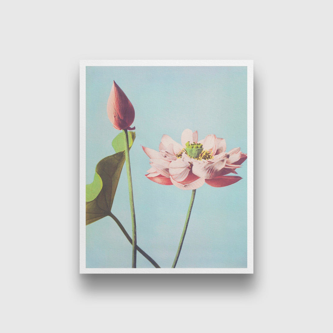 Beautiful Lotus Flowers painting 5 : 6 Vertical Premium Wall Art Canvas by MeriDeewar