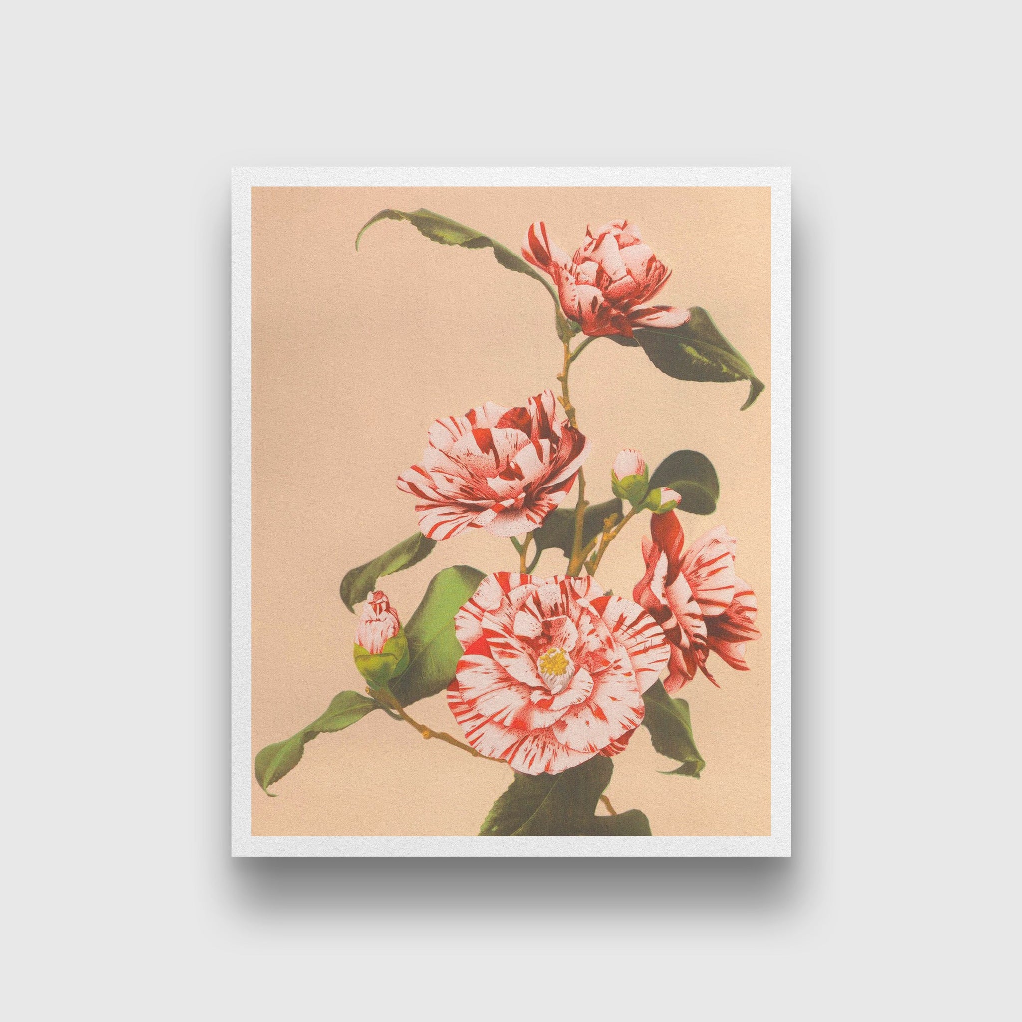 Beautiful Striped Camellias painting 4 :5 Vertical Premium Wall Art Canvas by MeriDeewar