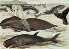 Blackfish, Porpoise, and Dolphin - painting 3 : 2 Horizontal Premium Wall Art Canvas by MeriDeewar