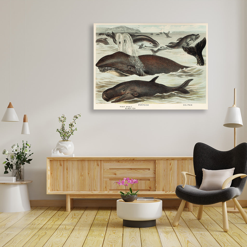 Blackfish, Porpoise, and Dolphin - painting 3 : 2 Horizontal Premium Wall Art Canvas by MeriDeewar