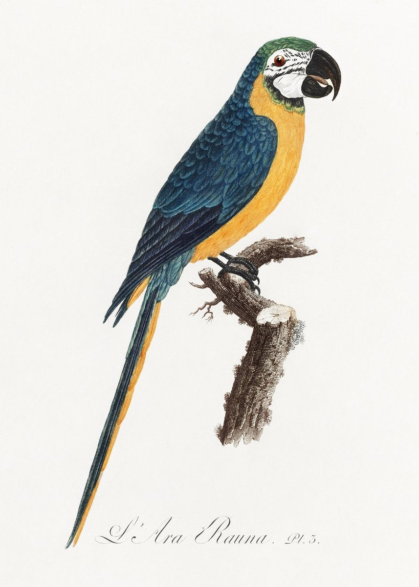 Blue-and-Yellow Macaw, Ara ararauna from Natural History of Parrots Painting - Meri Deewar 2 : 3 Vertical Premium Wall Art Canvas by MeriDeewar