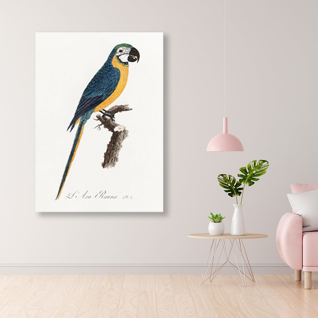Blue-and-Yellow Macaw, Ara ararauna from Natural History of Parrots Painting - Meri Deewar 2 : 3 Vertical Premium Wall Art Canvas by MeriDeewar