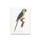 Blue-and-Yellow Macaw, Ara ararauna from Natural History of Parrots Painting - Meri Deewar 2 : 3 Vertical Premium Wall Art Canvas by MeriDeewar