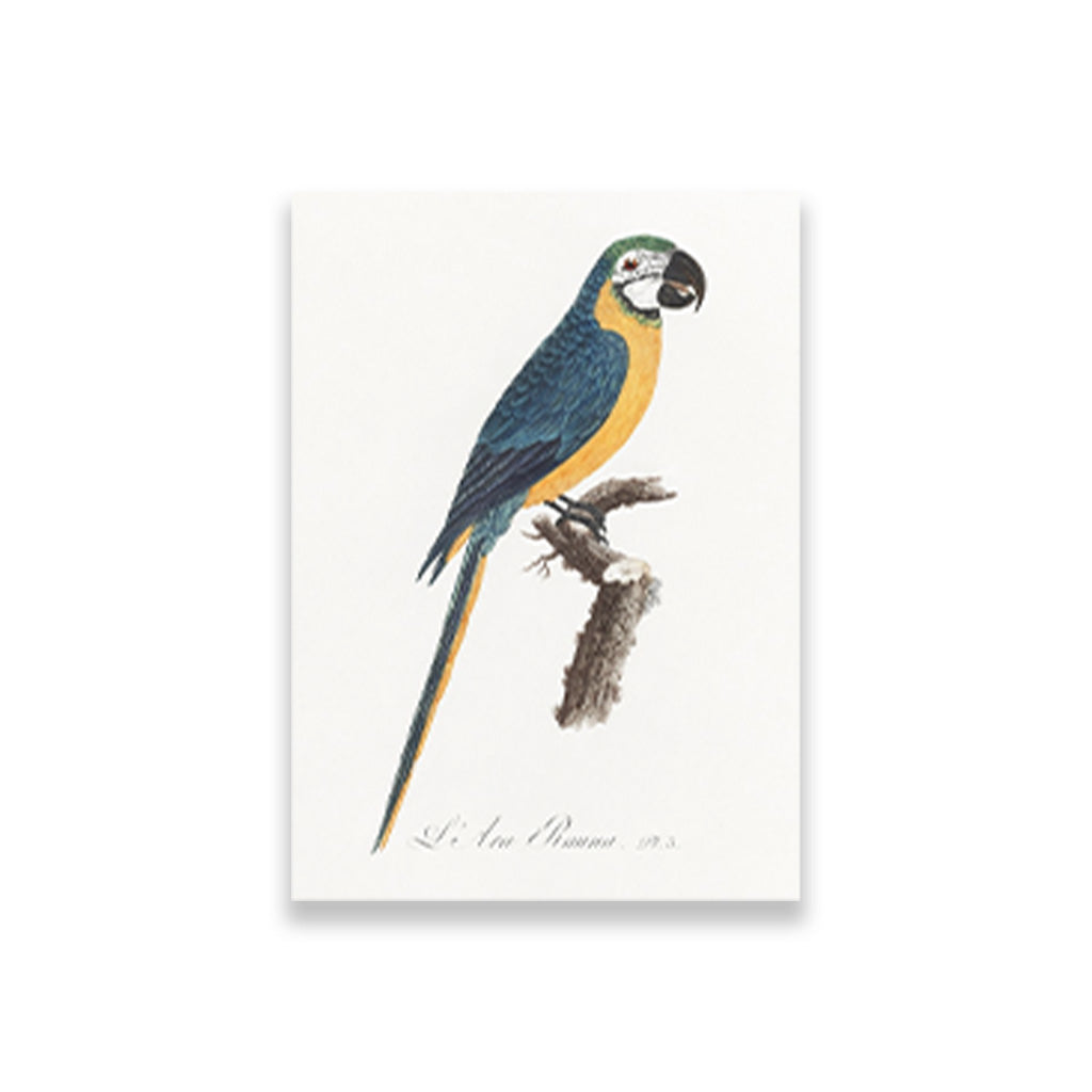 Blue-and-Yellow Macaw, Ara ararauna from Natural History of Parrots Painting - Meri Deewar 2 : 3 Vertical Premium Wall Art Canvas by MeriDeewar