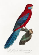 Crimson Rosella Painting - Meri Deewar 2 : 3 Vertical Premium Wall Art Canvas by MeriDeewar