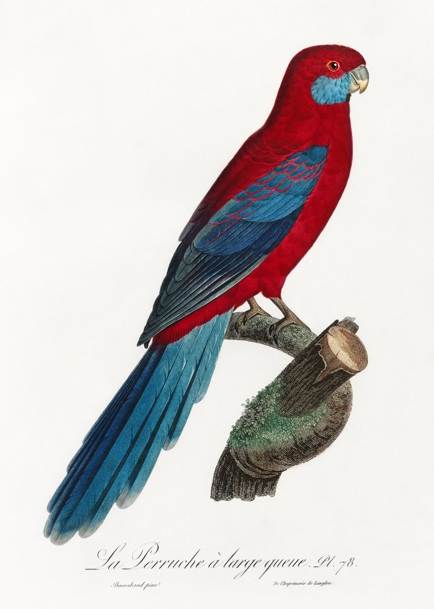 Crimson Rosella Painting - Meri Deewar 2 : 3 Vertical Premium Wall Art Canvas by MeriDeewar