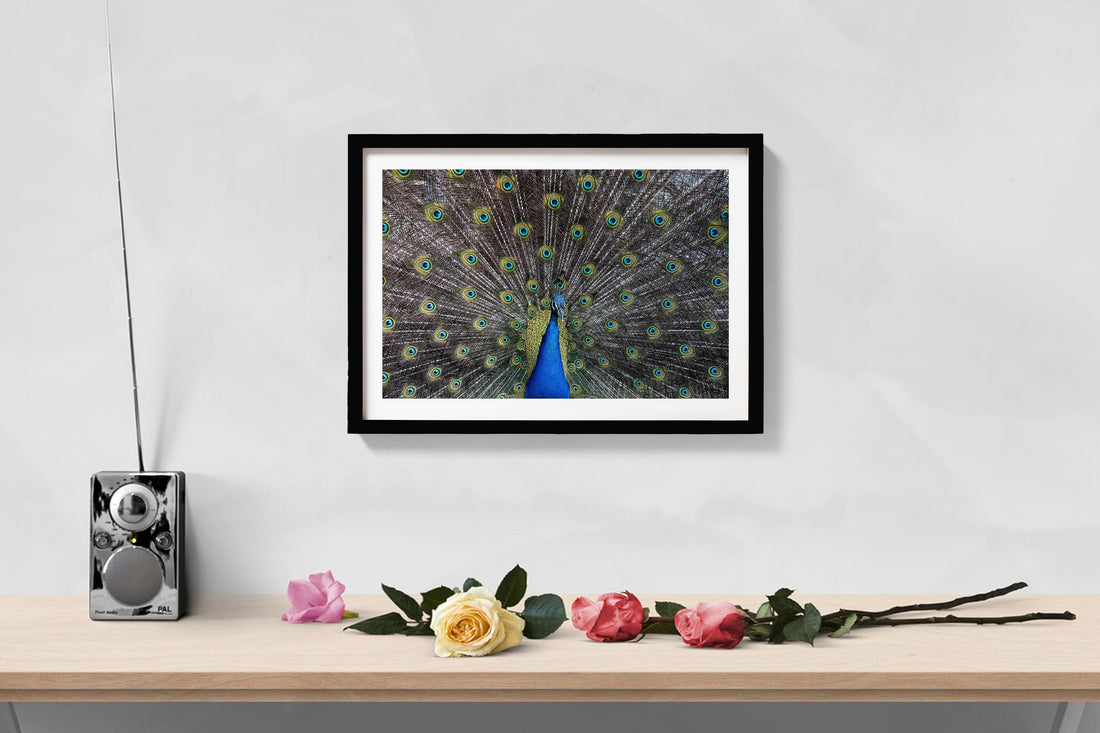Dancing Peacock Painting - Meri Deewar 3 : 2 Horizontal Premium Wall Art Canvas by MeriDeewar
