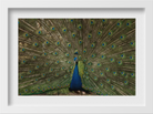 Dancing Peacock Painting - Meri Deewar 3 : 2 Horizontal Premium Wall Art Canvas by MeriDeewar