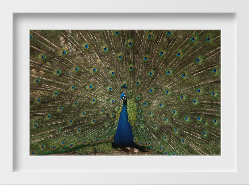 Dancing Peacock Painting - Meri Deewar 3 : 2 Horizontal Premium Wall Art Canvas by MeriDeewar