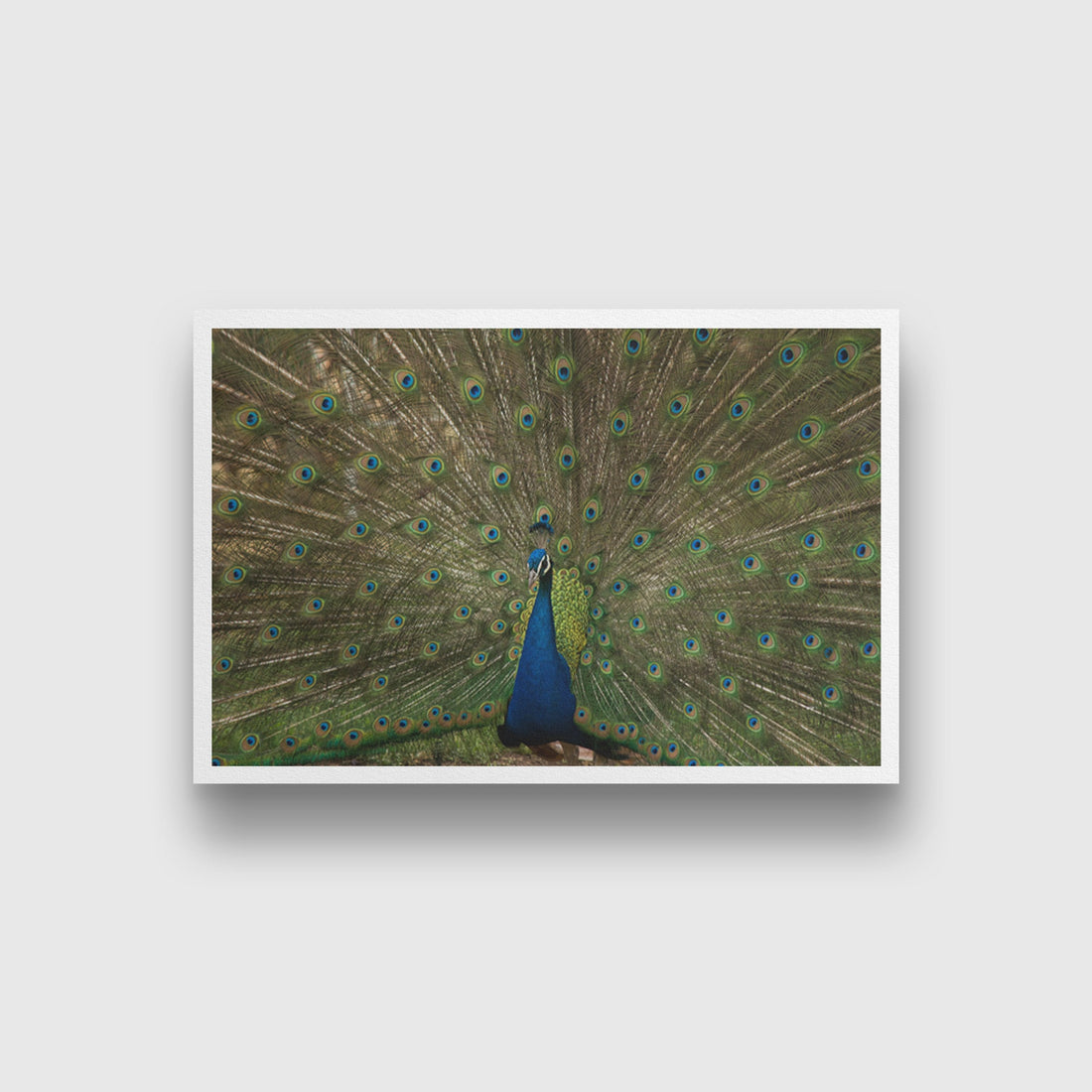 Dancing Peacock Painting - Meri Deewar 3 : 2 Horizontal Premium Wall Art Canvas by MeriDeewar