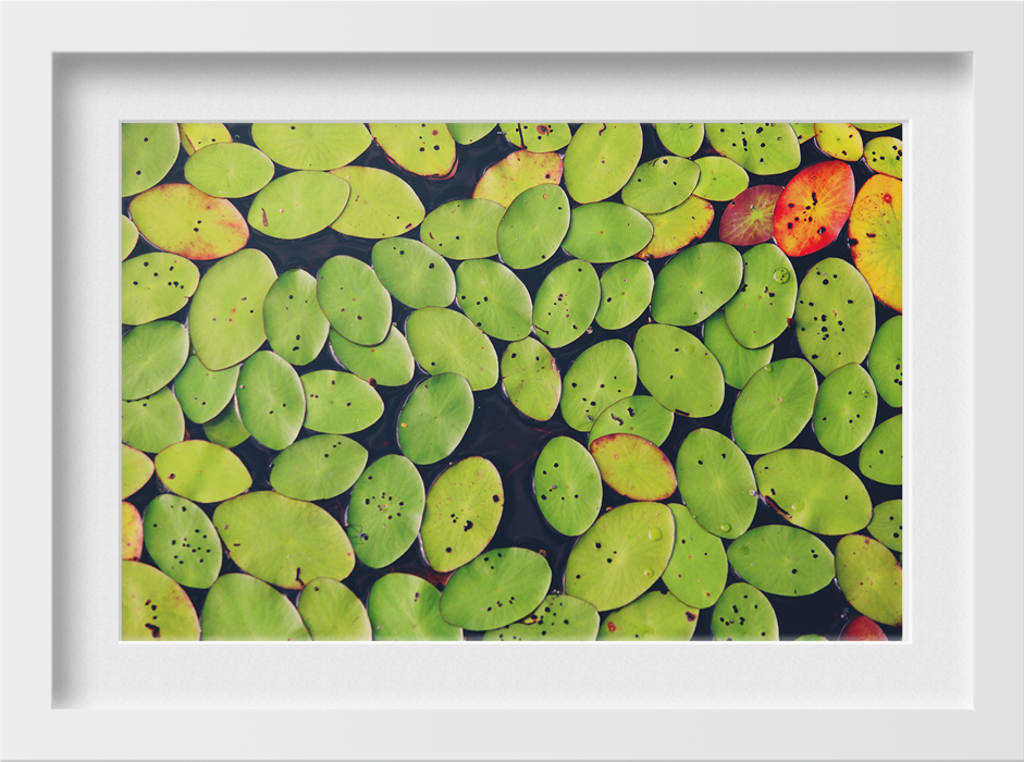 Floating Leaves Painting - Meri Deewar 3 : 2 Horizontal Premium Wall Art Canvas by MeriDeewar