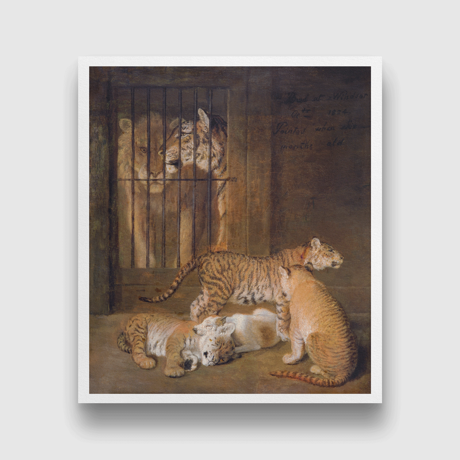 Group of Whelps Bred between a Lion and a Tigress Painting 5 : 6 Vertical Premium Wall Art Canvas by MeriDeewar
