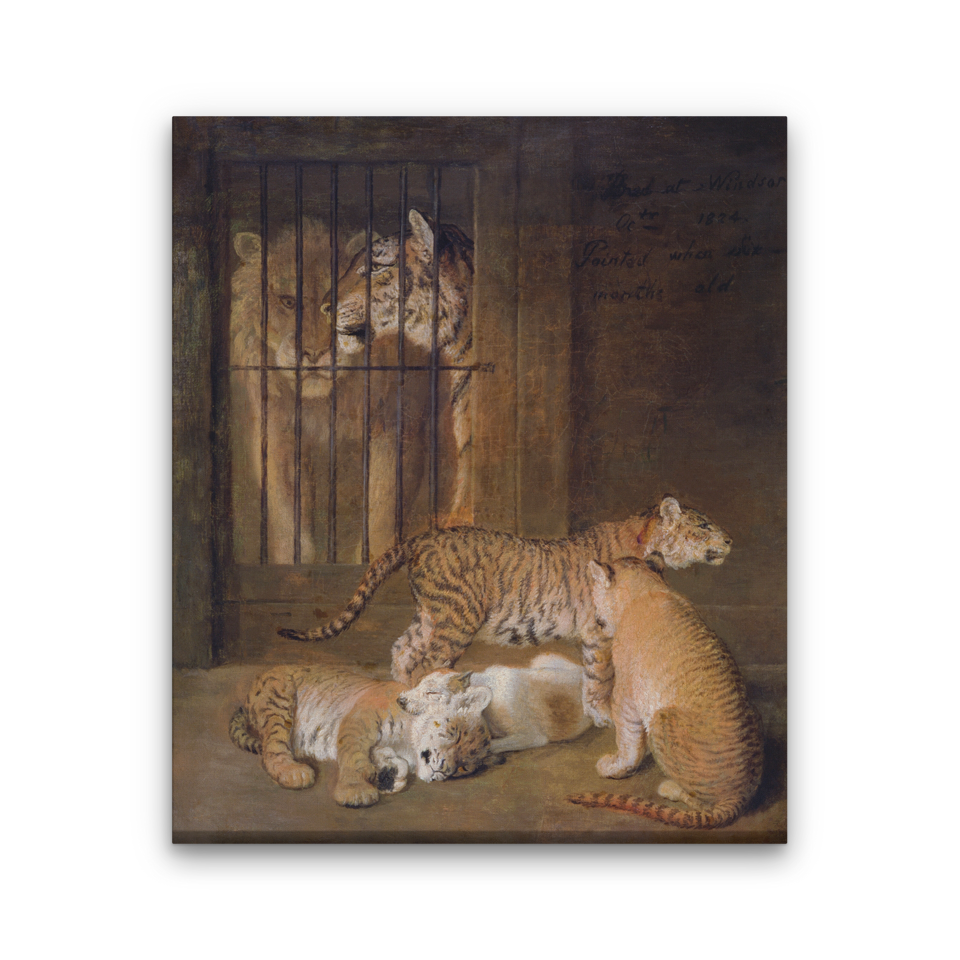 Group of Whelps Bred between a Lion and a Tigress Painting 5 : 6 Vertical Premium Wall Art Canvas by MeriDeewar