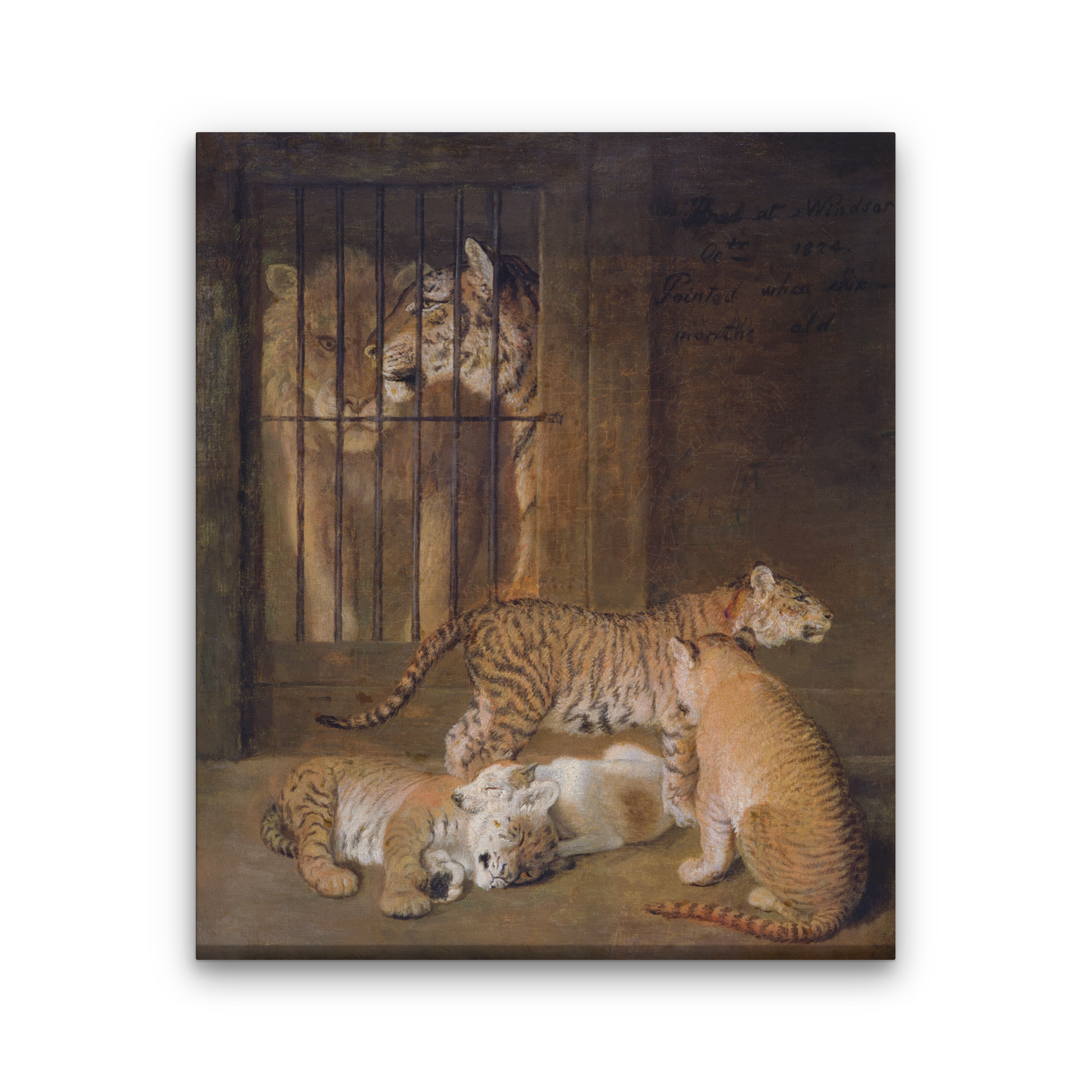 Group of Whelps Bred between a Lion and a Tigress Painting 5 : 6 Vertical Premium Wall Art Canvas by MeriDeewar