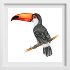 Illustration of Hornbills bird watercolour Painting - Meri Deewar 1 : 1 Square Premium Wall Art Canvas by MeriDeewar