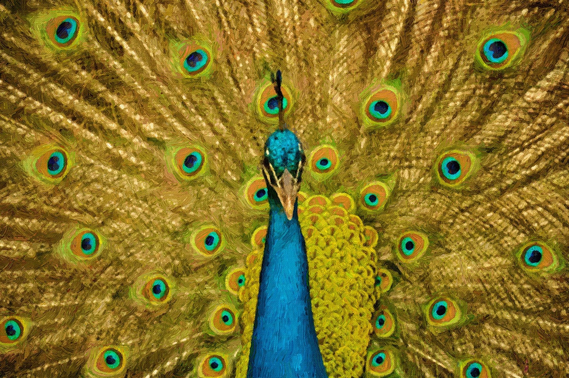 Indian Male Peacock Painting - Meri Deewar 3 : 2 Horizontal Premium Wall Art Canvas by MeriDeewar