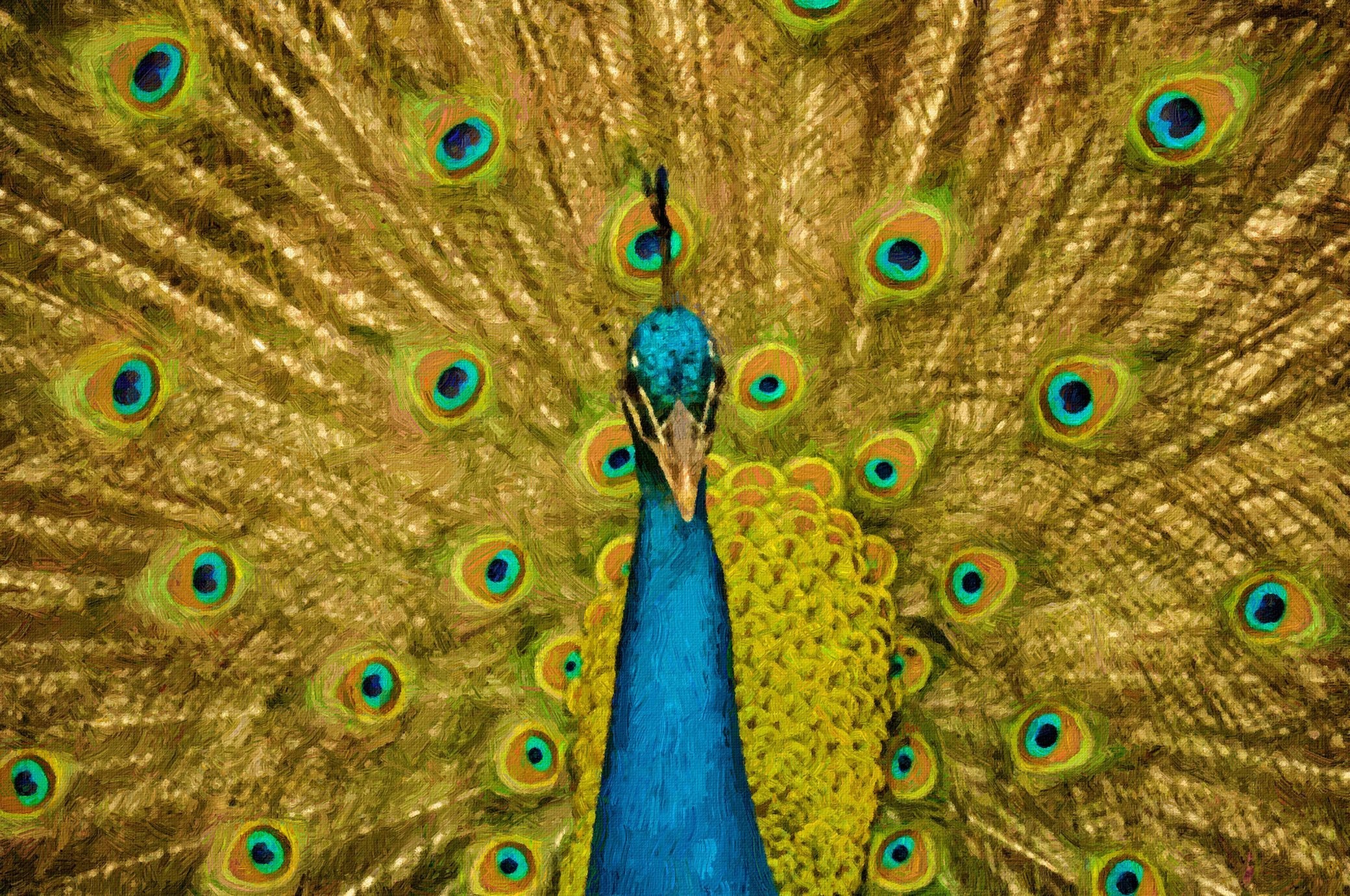 Indian Male Peacock Painting - Meri Deewar 3 : 2 Horizontal Premium Wall Art Canvas by MeriDeewar