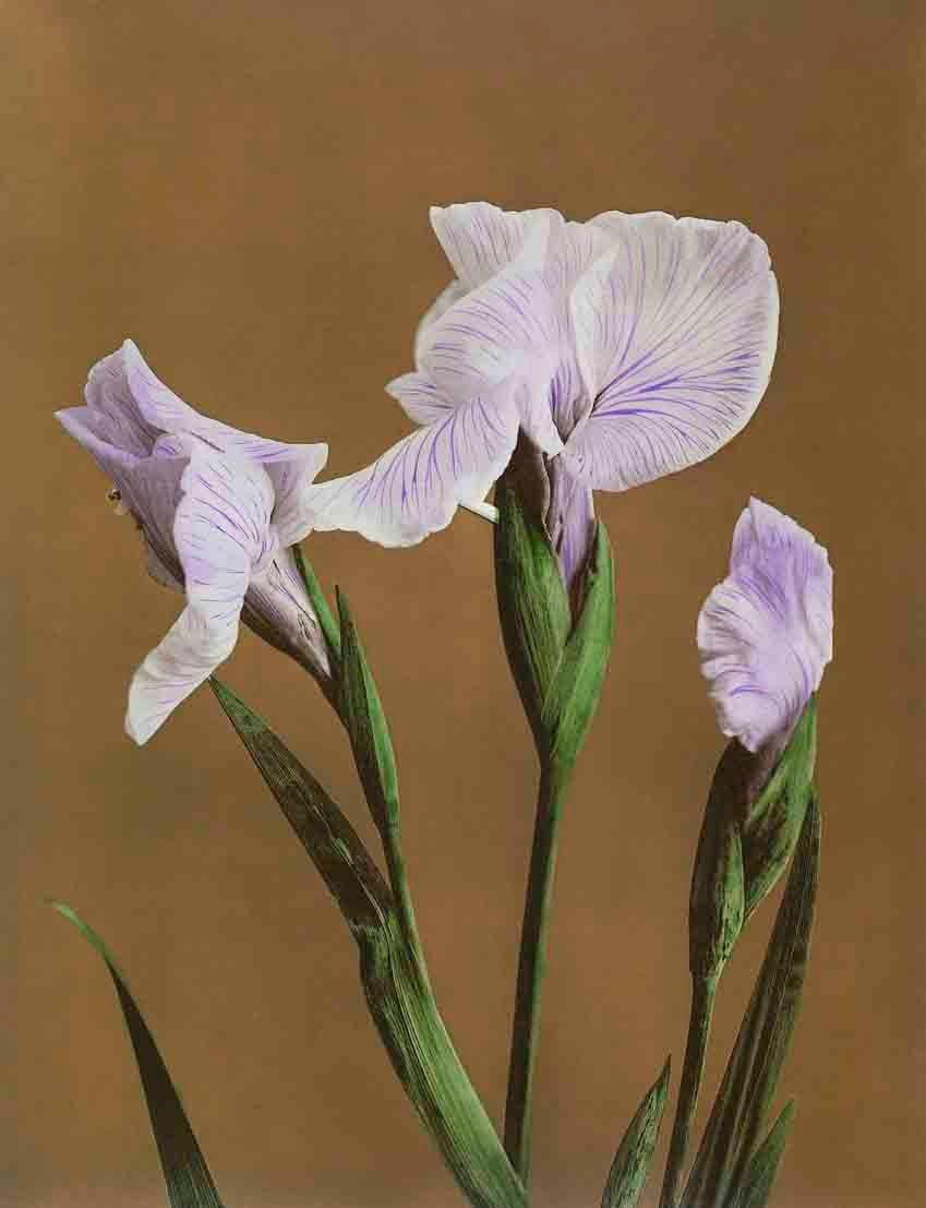 Iris Kæmpferi 3 : 4 Vertical Premium Wall Art Canvas by MeriDeewar