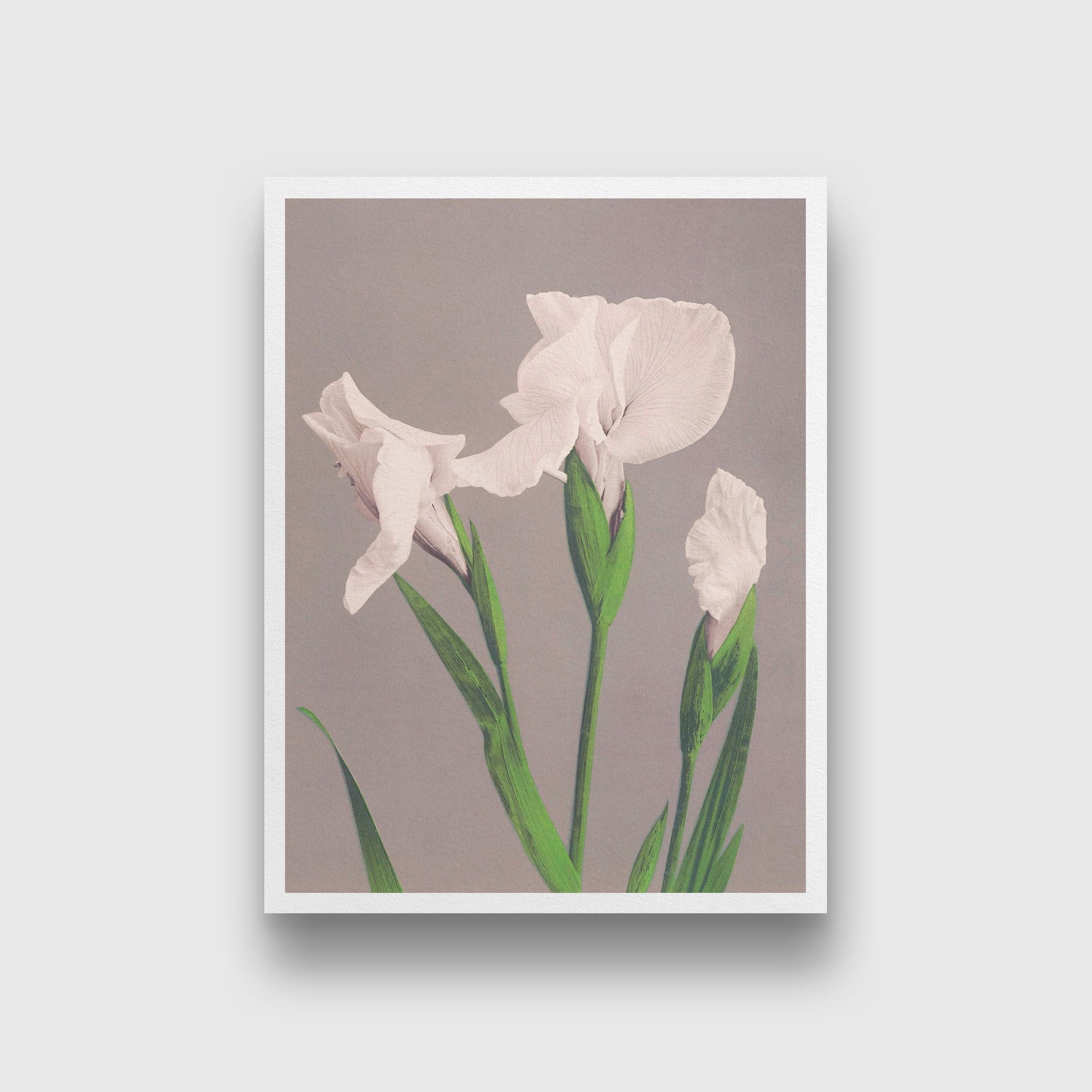 Iris Kæmpferi 3 : 4 Vertical Premium Wall Art Canvas by MeriDeewar