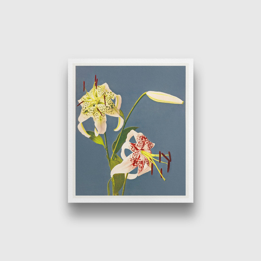 Lilies collotype painting 5 : 6 Vertical Premium Wall Art Canvas by MeriDeewar