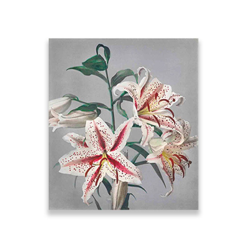 Lily Close painting 5 : 6 Vertical Premium Wall Art Canvas by MeriDeewar