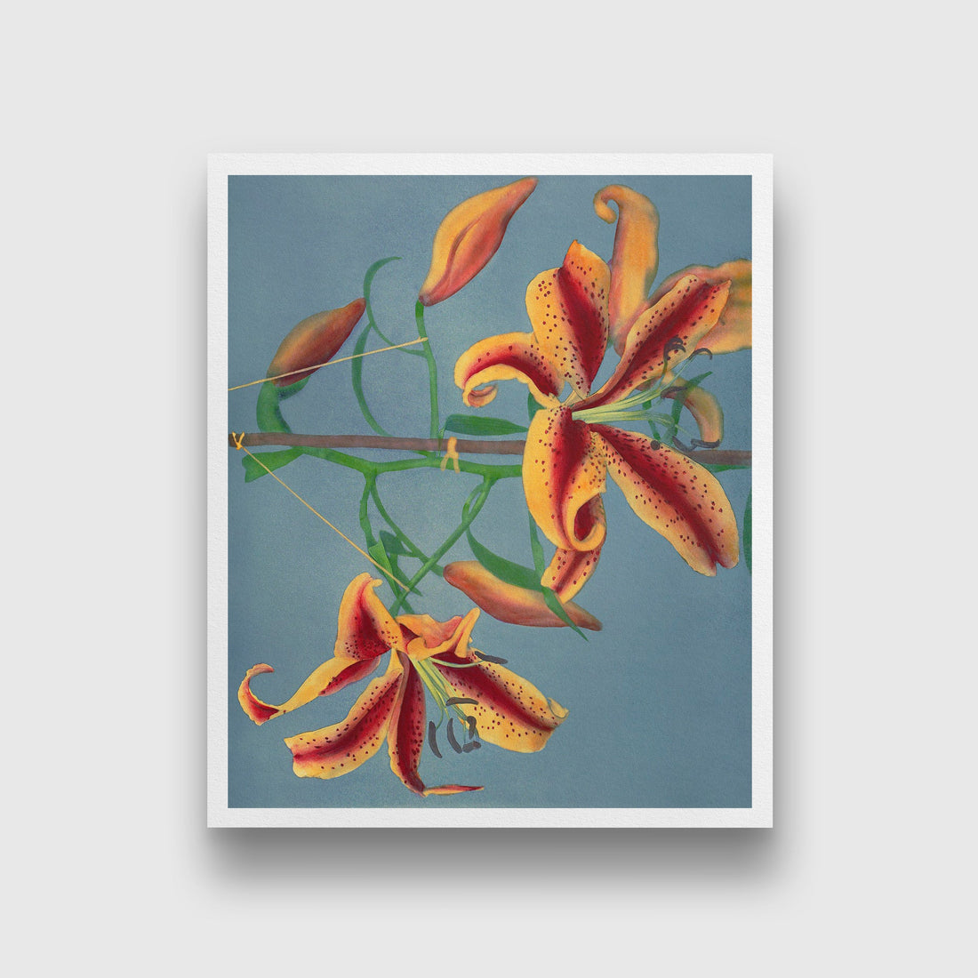 Lily, hand–colored collotype II 5 : 6 Vertical Premium Wall Art Canvas by MeriDeewar