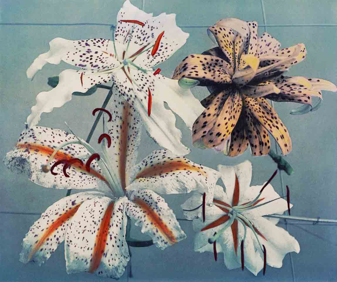 Lily, hand–colored collotype II painting 6 : 5 Horizontal Premium Wall Art Canvas by MeriDeewar