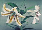 Lily hand–colored painting 3 : 2 Horizontal Premium Wall Art Canvas by MeriDeewar