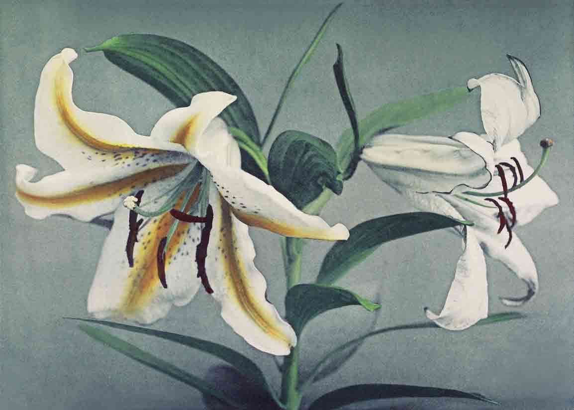 Lily hand–colored painting 3 : 2 Horizontal Premium Wall Art Canvas by MeriDeewar
