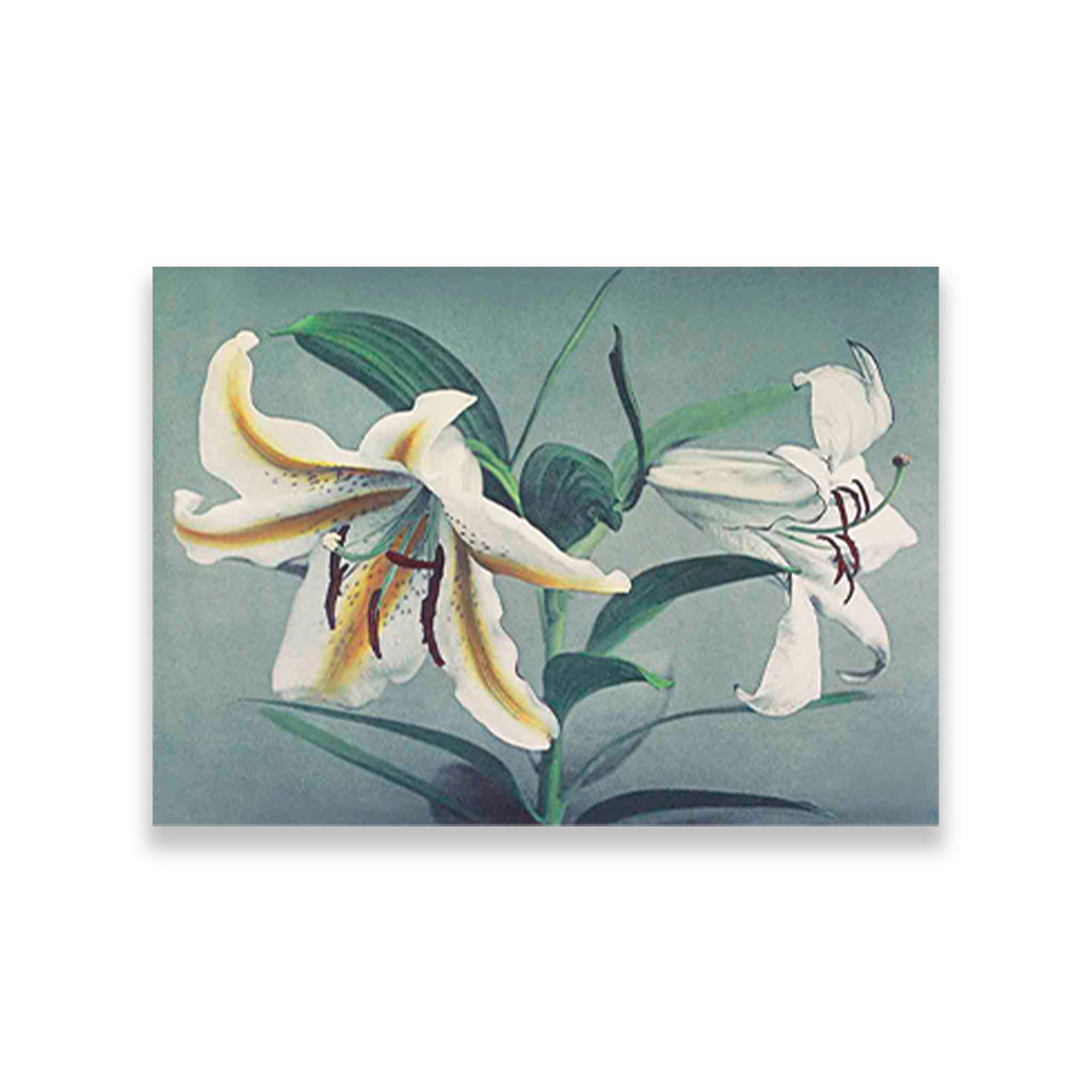 Lily hand–colored painting 3 : 2 Horizontal Premium Wall Art Canvas by MeriDeewar