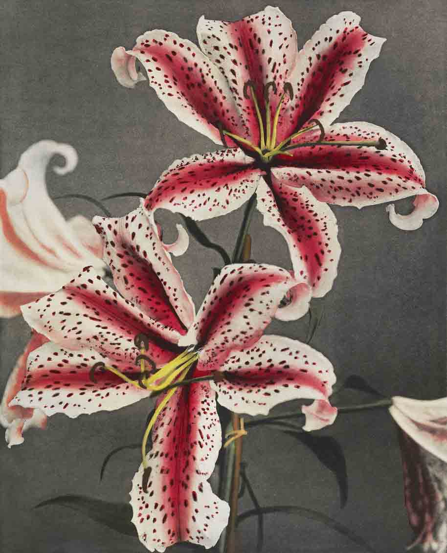Lily KO painting 4 :5 Vertical Premium Wall Art Canvas by MeriDeewar