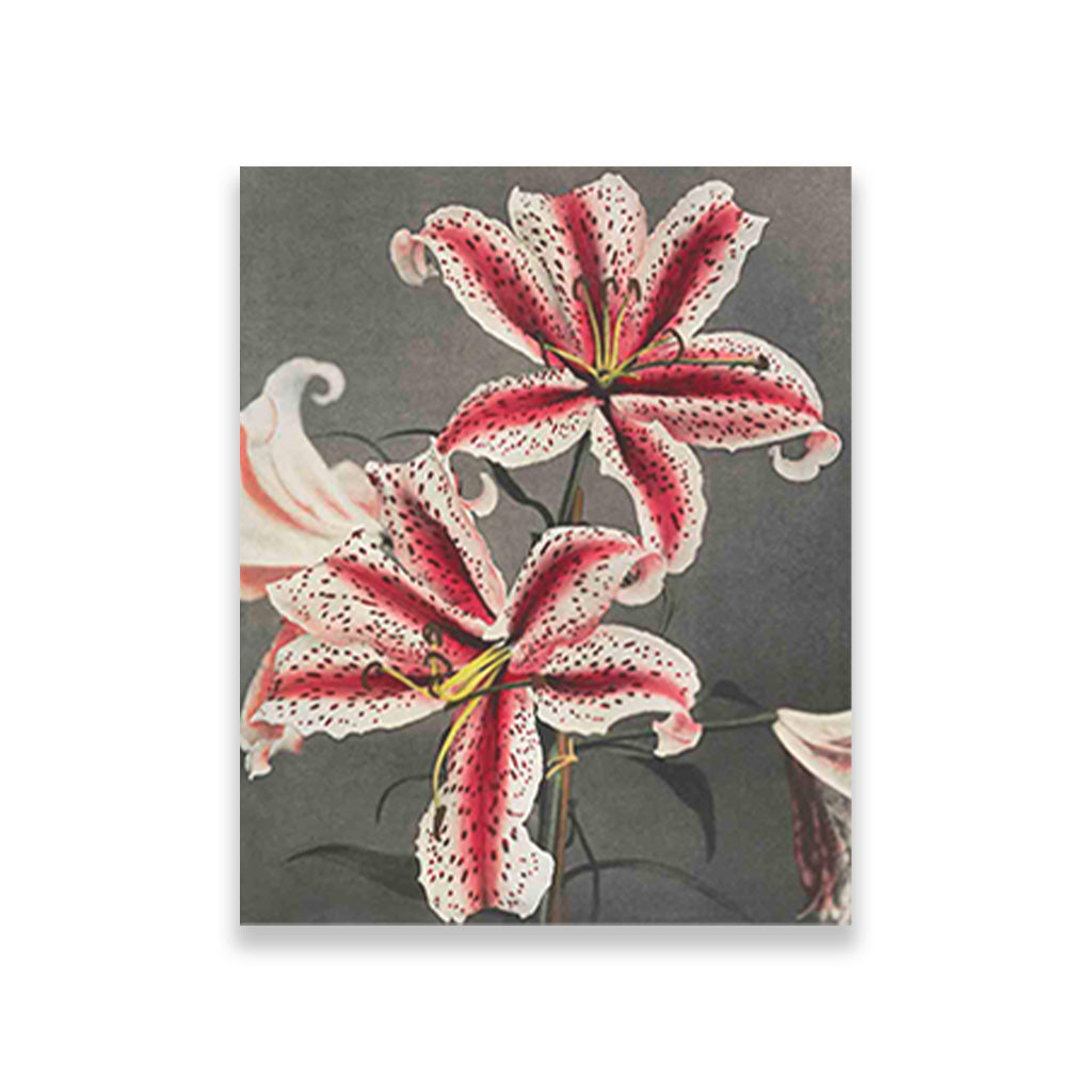 Lily KO painting 4 :5 Vertical Premium Wall Art Canvas by MeriDeewar