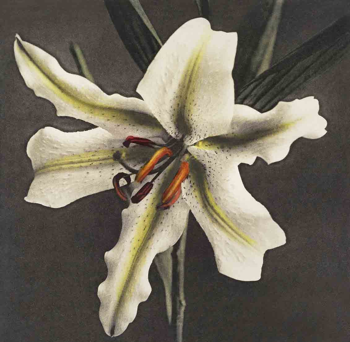 Lily Painting 1 : 1 Square Premium Wall Art Canvas by MeriDeewar