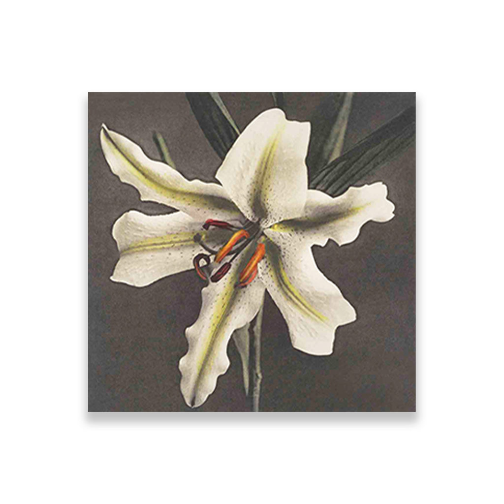 Lily Painting 1 : 1 Square Premium Wall Art Canvas by MeriDeewar