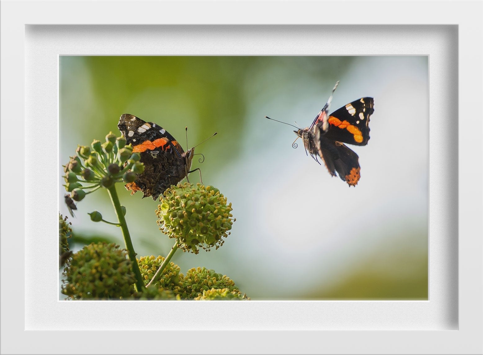 Pair of Butterflies Painting - Meri Deewar 3 : 2 Horizontal Premium Wall Art Canvas by MeriDeewar