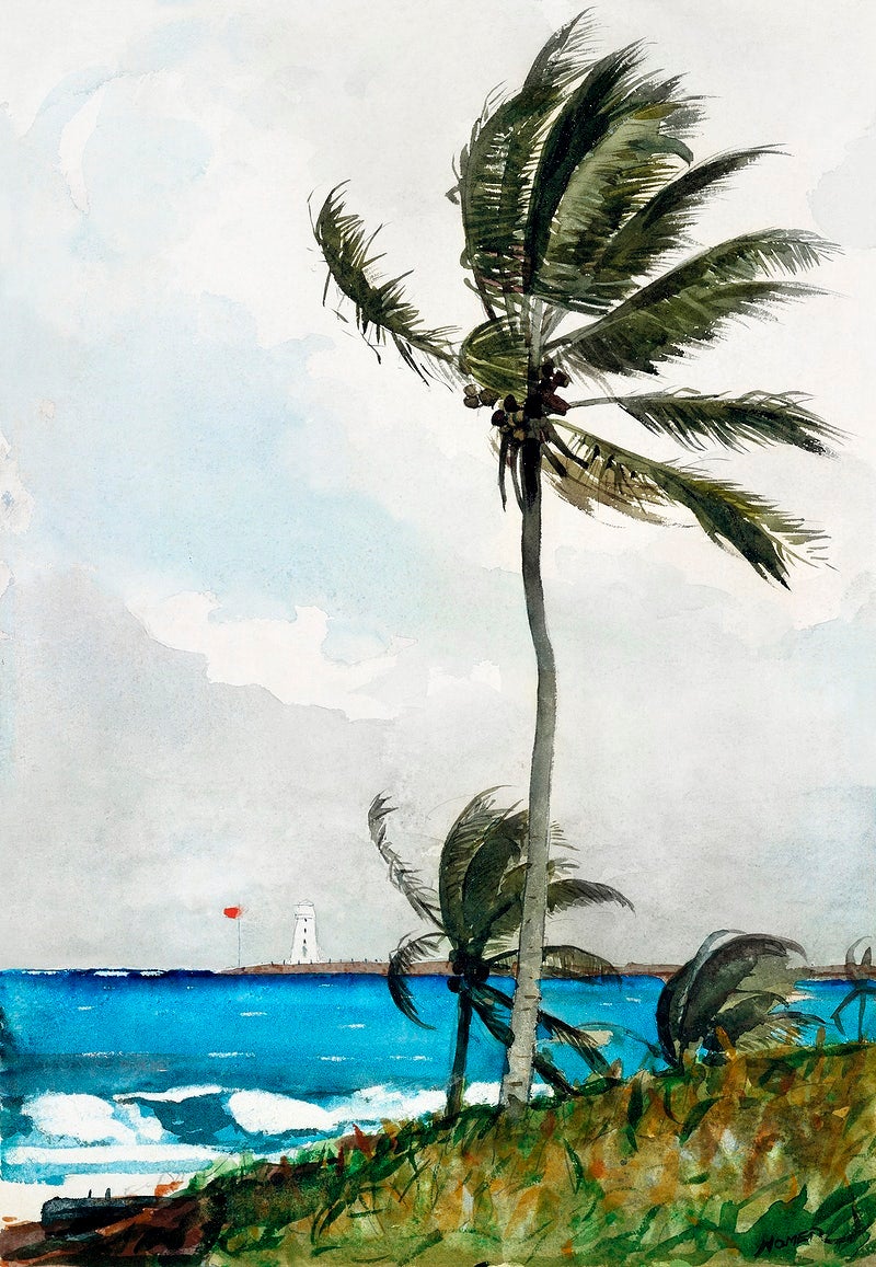 Palm Tree, Nassau painting - Meri Deewar 2 : 3 Vertical Premium Wall Art Canvas by MeriDeewar