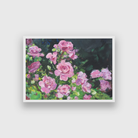 Pink Roses Gouache Painting 3 : 2 Horizontal Premium Wall Art Canvas by MeriDeewar