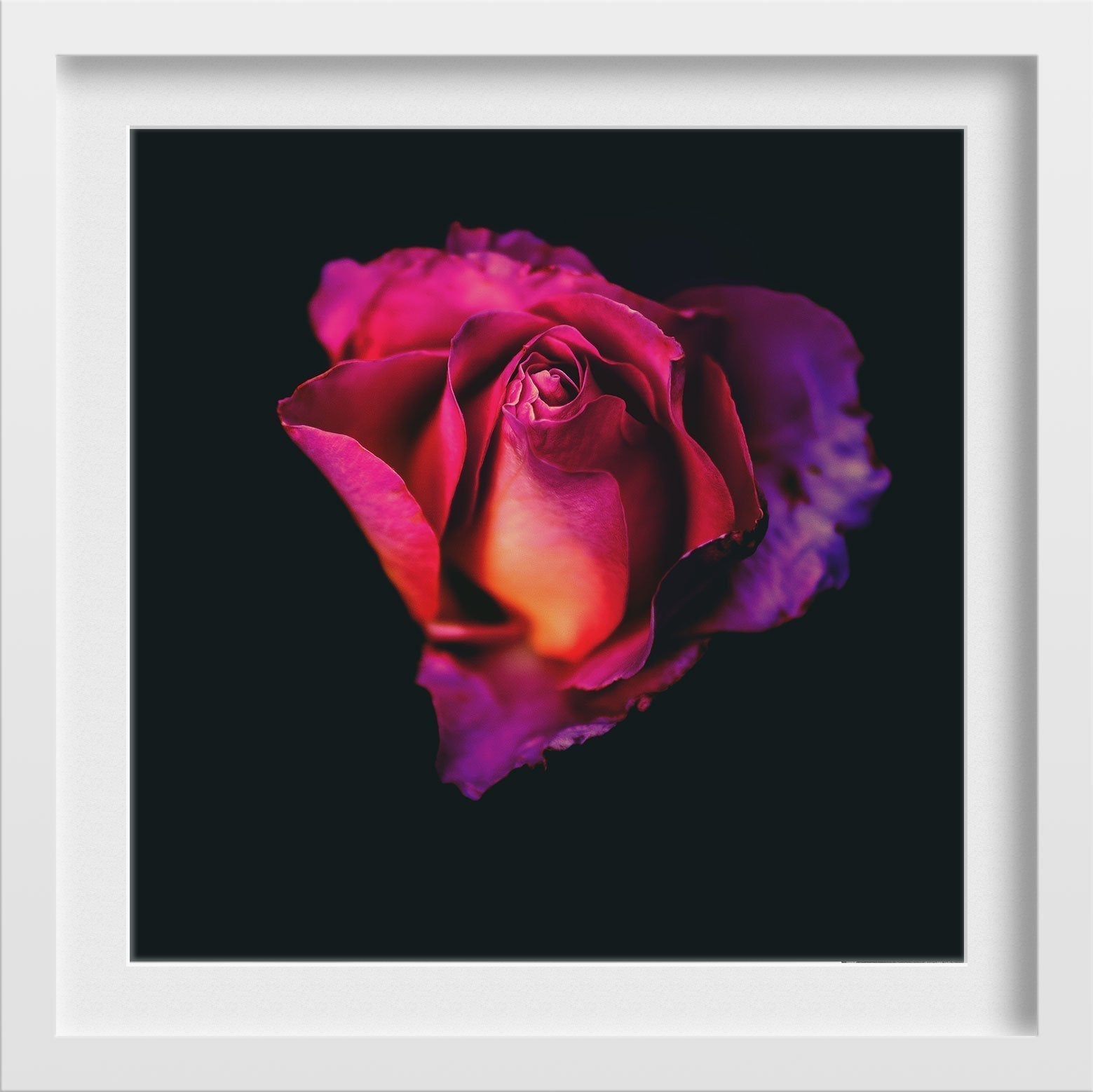 Rose Love Painting - Meri Deewar 1 : 1 Square Premium Wall Art Canvas by MeriDeewar