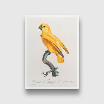 Senegal Parrot from Natural History of Parrots Painting - Meri Deewar 2 : 3 Vertical Premium Wall Art Canvas by MeriDeewar