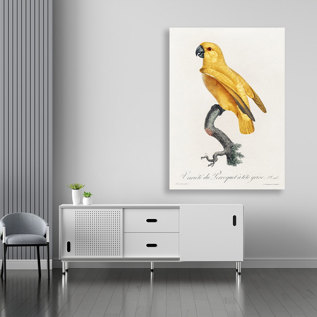 Senegal Parrot from Natural History of Parrots Painting - Meri Deewar 2 : 3 Vertical Premium Wall Art Canvas by MeriDeewar